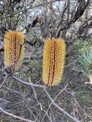Banksia ericifolia