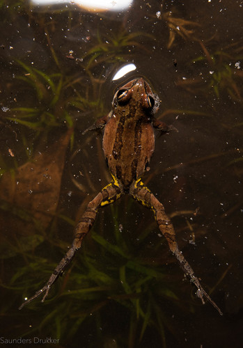 Ornate Chorus Frog