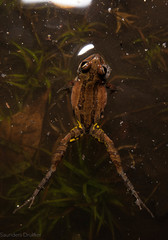 Pseudacris ornata