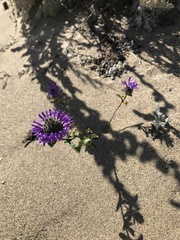 Monardella sinuata nigrescens