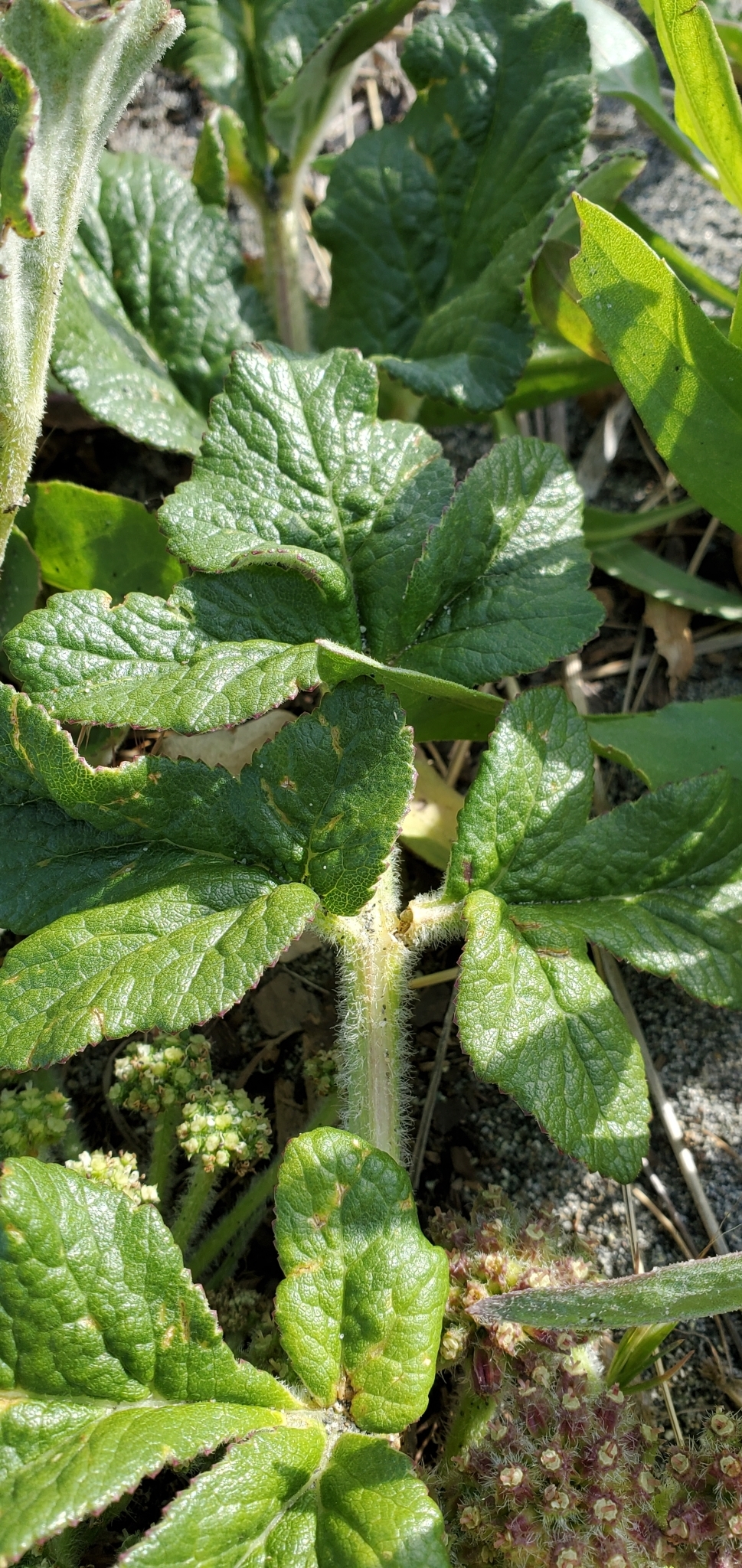 Glehnia littoralis ssp. leiocarpa
