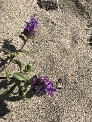 Monardella sinuata nigrescens