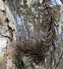 Tillandsia tenuifolia