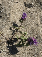 Monardella sinuata nigrescens