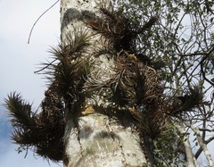Tillandsia tenuifolia