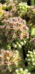 Glehnia littoralis leiocarpa