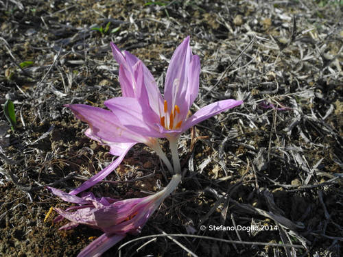 Colchicum lusitanum image