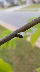 Pulvinaria innumerabilis