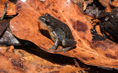 Southern Chorus Frog
