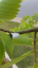 Pulvinaria innumerabilis