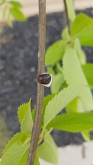 Pulvinaria innumerabilis