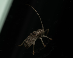 Ecyrus