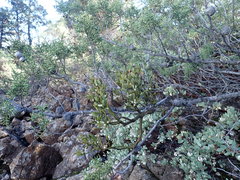 Phoradendron bolleanum