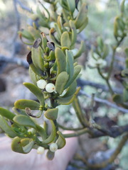 Phoradendron bolleanum
