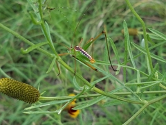 Obolopteryx catinata