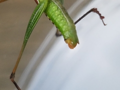 Obolopteryx catinata