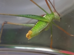 Obolopteryx catinata