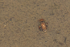 Laccophilus maculosus