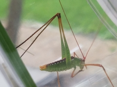 Obolopteryx catinata