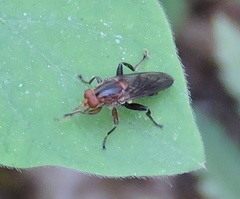 Hammerschmidtia rufa