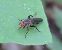 Hammerschmidtia rufa