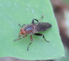 Hammerschmidtia rufa
