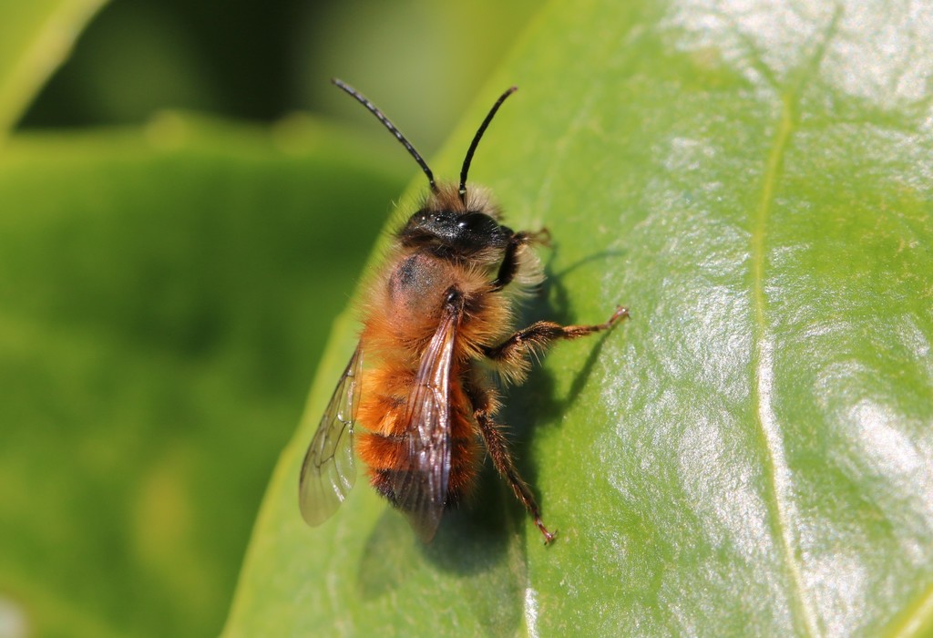 Neosmia