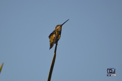 Heliomaster squamosus