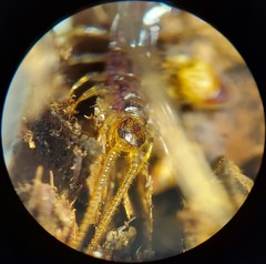 Zygethobius pontis