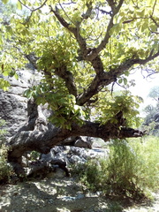 Pseudobombax ellipticum