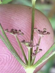 Thaspium trifoliatum trifoliatum