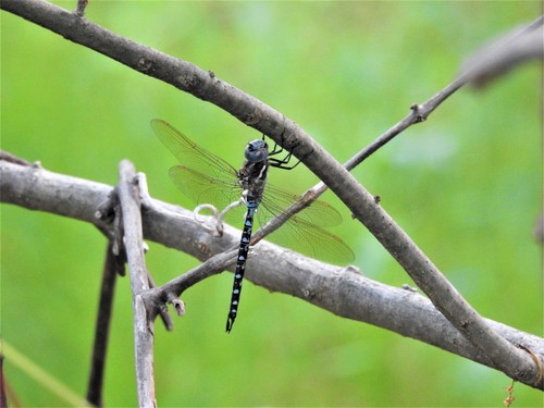 Spatterdock Darner photographed in Massachusetts