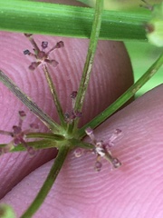 Thaspium trifoliatum trifoliatum