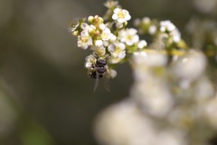 Hesperapis ilicifoliae