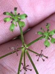 Thaspium trifoliatum trifoliatum