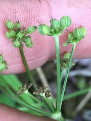 Thaspium trifoliatum trifoliatum