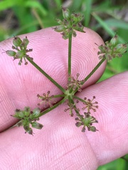 Thaspium trifoliatum trifoliatum