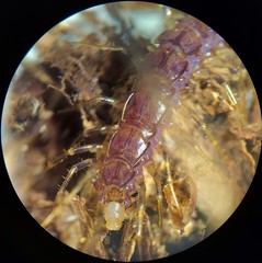 Zygethobius pontis