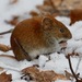 Bank Vole - Photo (c) Bird Explorers, some rights reserved (CC BY-NC), uploaded by Bird Explorers