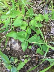Thaspium trifoliatum trifoliatum