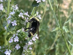 Bombus vandykei