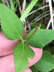 Thaspium trifoliatum trifoliatum