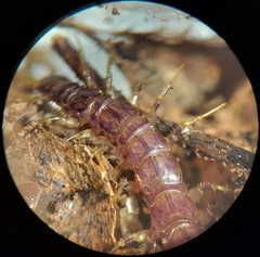 Zygethobius pontis