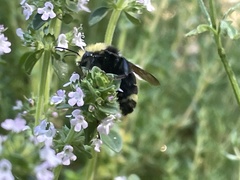 Bombus vandykei