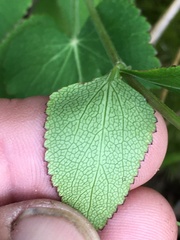 Thaspium trifoliatum trifoliatum