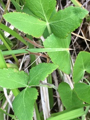 Thaspium trifoliatum trifoliatum