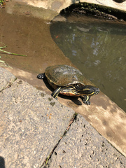Trachemys venusta venusta