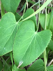 Thaspium trifoliatum trifoliatum