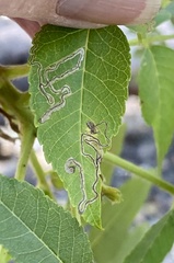 Stigmella longisacca