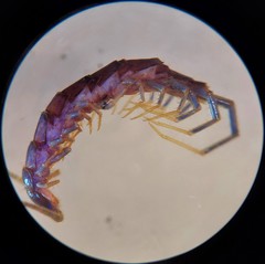 Zygethobius pontis